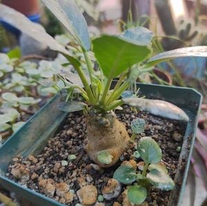 Meet your Posher, Elisa